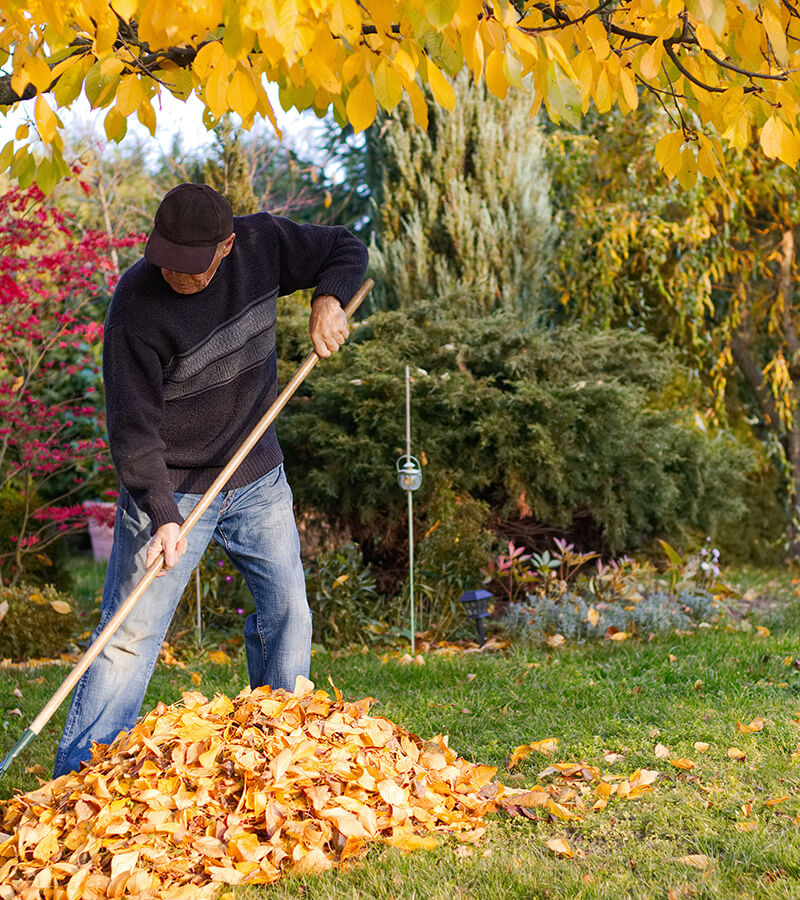 man raking fallen leaves in the garden