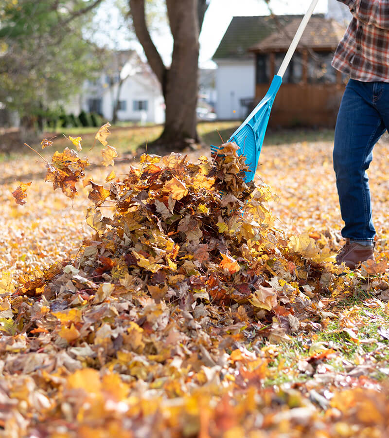 Man raking leaves in the backyard in autumn